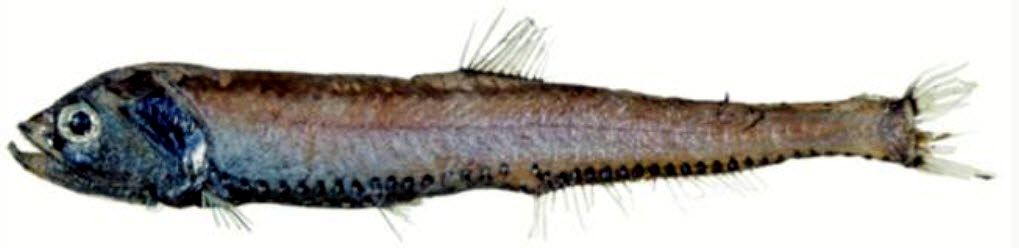 Polymetme corythaeola_aust.jpg